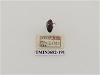 藏品(鞘翅目(2))的圖片